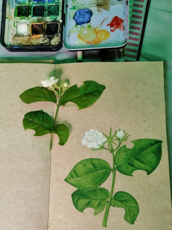 jasmine botanical illustration